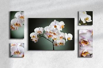 Картина модульная Белая орхидея 20х20см(2шт), 20х40(2шт),47х67(1шт); МК-026